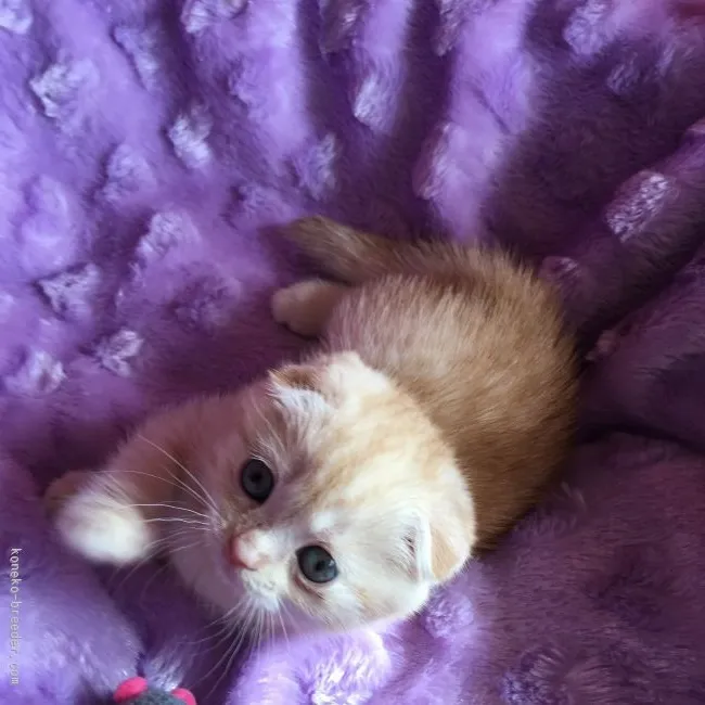 ID:1602-00101の子猫
