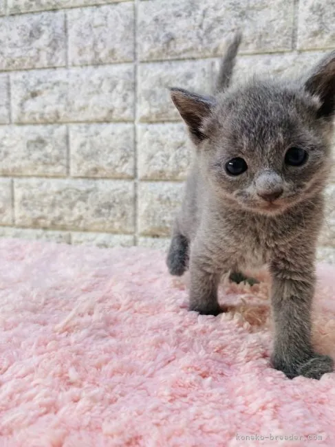 ID:2204-00862の子猫
