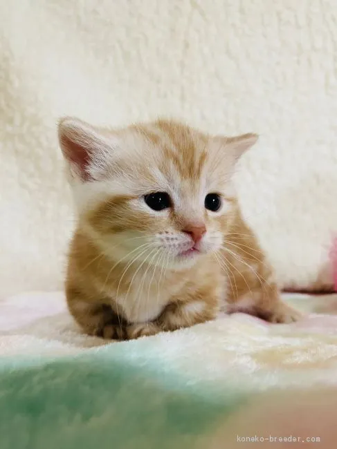 ID：2002-00683の子猫