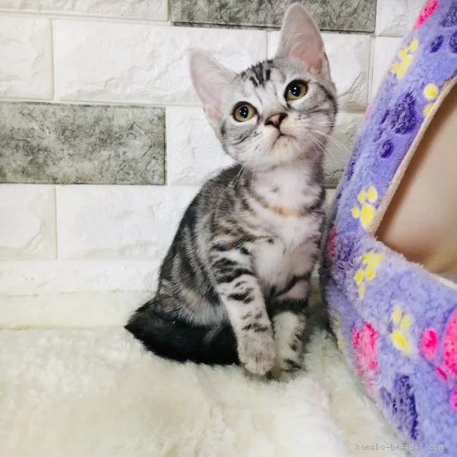 ID:1903-00620の子猫