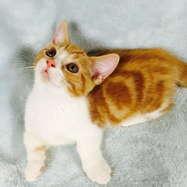 ID：1707-00745の子猫