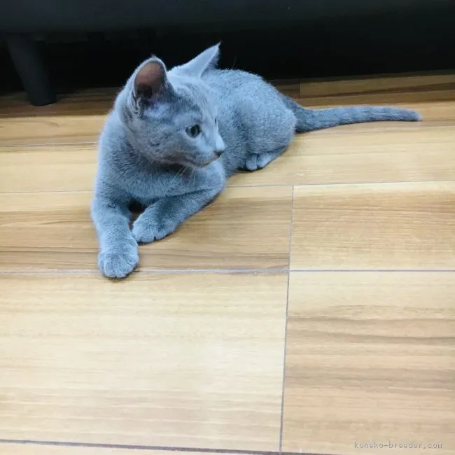 ID:1809-01475の子猫