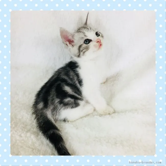 ID：1709-01120の子猫