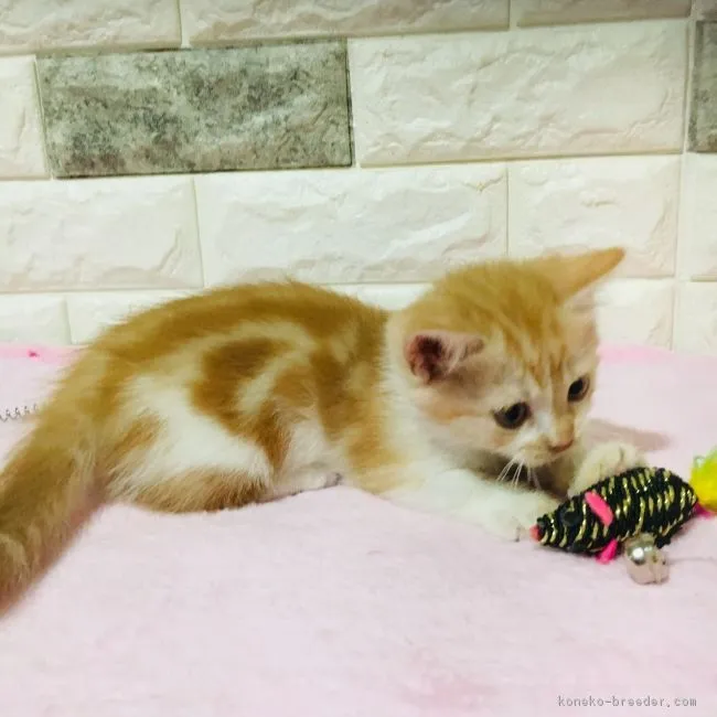 ID:1812-01090の子猫