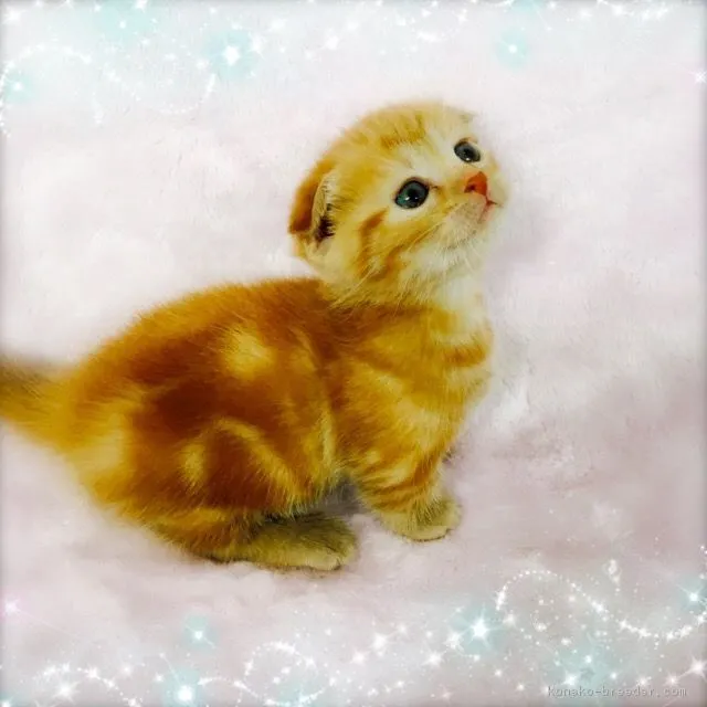 ID：1702-00455の子猫