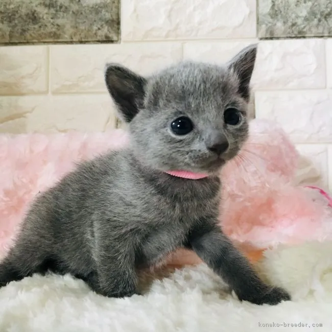 ID：1903-00095の子猫