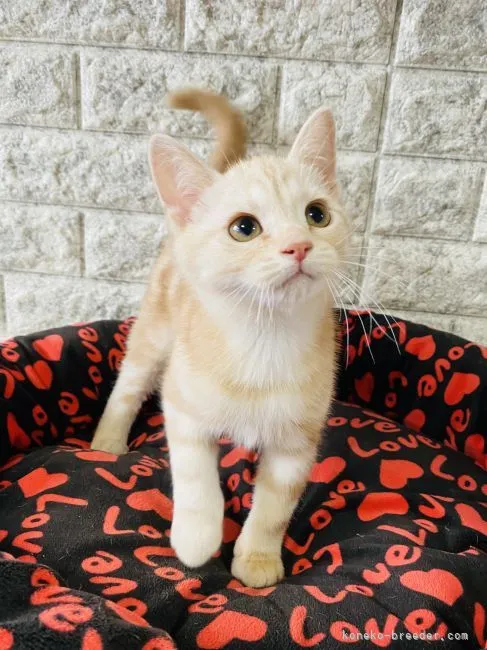 ID：2111-01494の子猫