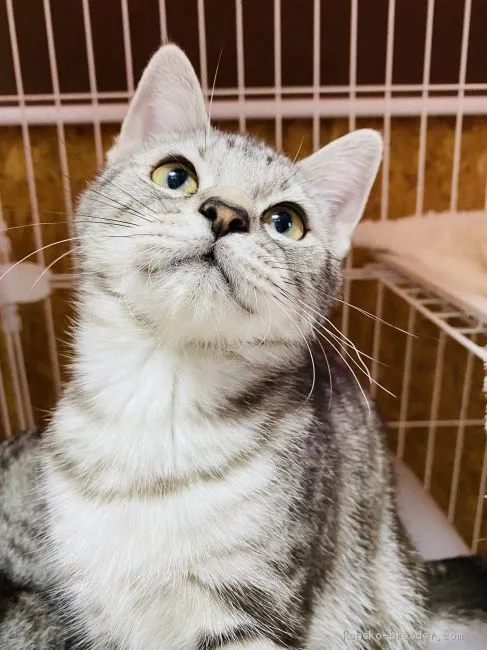 ID：2002-00627の子猫