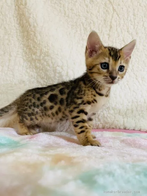 ID：2002-00629の子猫