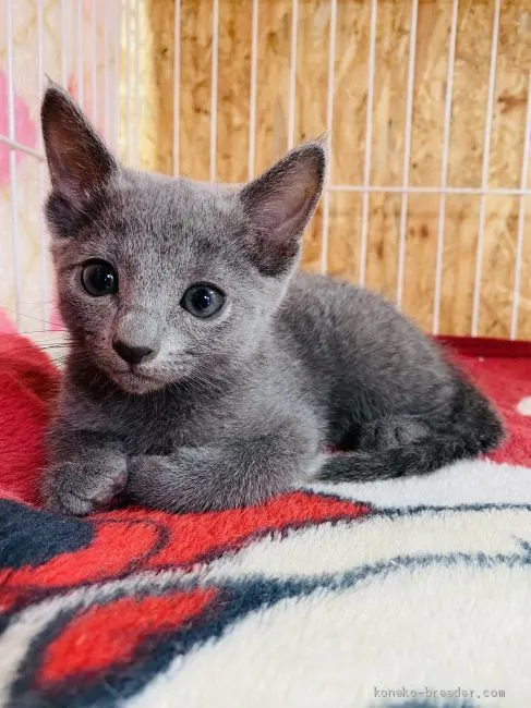 ID:2007-00791の子猫