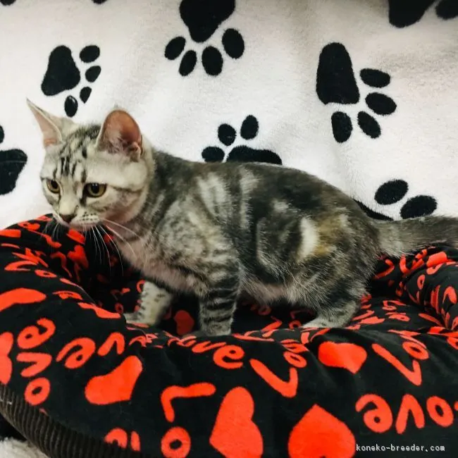 ID:1811-01596の子猫