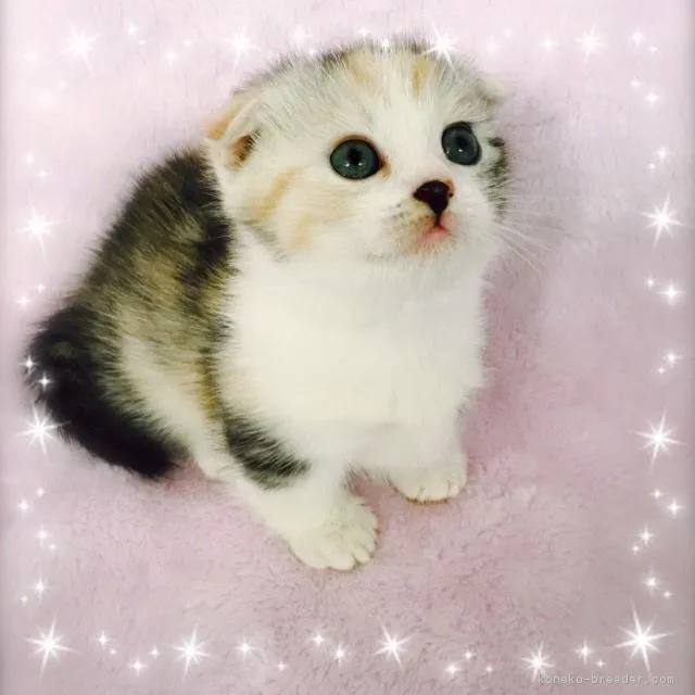 ID:1702-00454の子猫