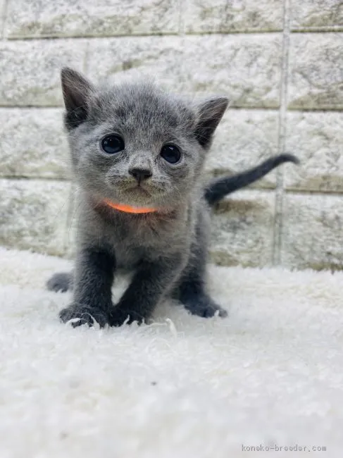 ID:2103-00150の子猫