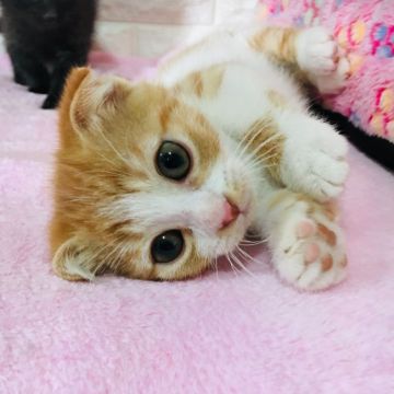マンチカン(短足)【茨城県・女の子・2018年10月31日・レッドタビー&ホワイト】の写真「ぱっちりお目目の女の子💗」