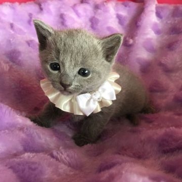 ロシアンブルー【茨城県・男の子・2016年1月24日・ブルー】の写真「父猫:グランドチャンピオン 母猫:チャンピオン☆」