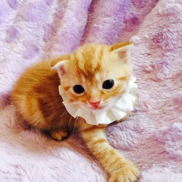 スコティッシュフォールド【茨城県・男の子・2016年5月16日・レッドタビー】の写真「☆パパはダブルチャンピオン☆」