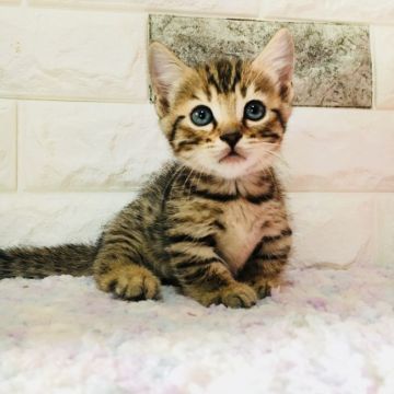 マンチカン(短足)【茨城県・男の子・2018年8月12日・ブラウンスポテッドタビー】の写真「激レアの可愛い極短足くん💖」