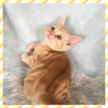 アメリカンショートヘア【茨城県・男の子・2017年4月18日・レッドタビー】の写真「僕のご家族様が決まりました✨」
