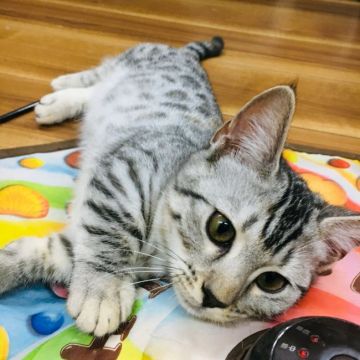 マンチカン(短足)【茨城県・女の子・2018年8月12日・シルバーパッチドスポテッドタビー】の写真「極短足の可愛い女の子💖」