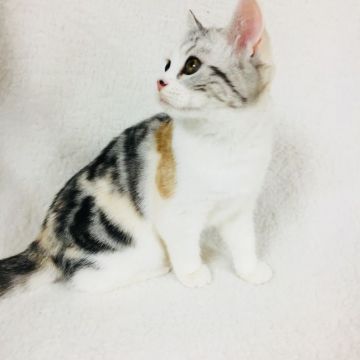 スコティッシュフォールド(立ち耳)【茨城県・女の子・2017年8月31日・ダイリュートキャリコ】の写真「ぱっちりお目目の女の子💖」