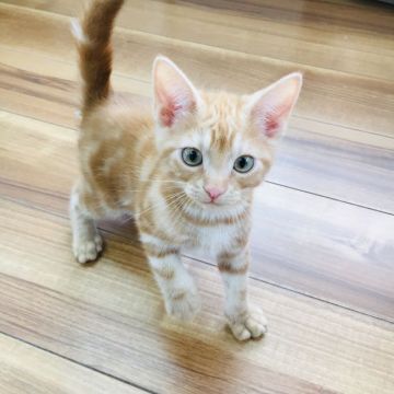 アメリカンショートヘア【茨城県・男の子・2019年1月10日・レッドタビー】の写真「元気いっぱいの男の子💖」