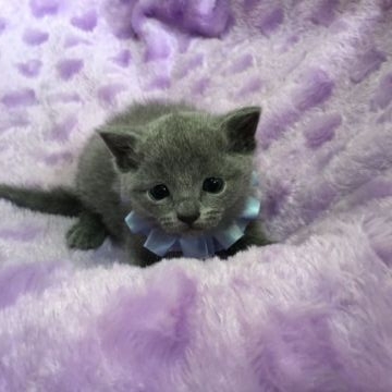 ロシアンブルー【茨城県・男の子・2016年1月24日・ブルー】の写真「父猫:グランドチャンピオン 母猫:チャンピオン☆」