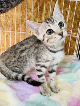 マンチカン(長足)【茨城県・女の子・2019年10月30日・シルバースポテッドタビー】の写真「💖ジェネッタ💖可愛いお顔の女の子😍」