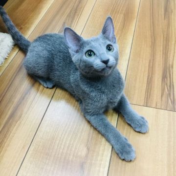 ロシアンブルー【茨城県・女の子・2019年2月11日・ブルー】の写真「可愛いお顔の女の子💖」