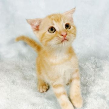 マンチカン【茨城県・男の子・2017年6月13日・レッドタビー】の写真「とっても可愛い長足くん💜」
