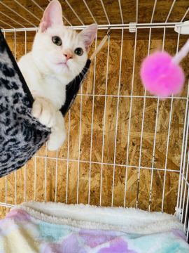 スコティッシュフォールド(立ち耳)【茨城県・男の子・2019年8月15日・クリームタビー】の写真「甘えん坊の男の子💖」