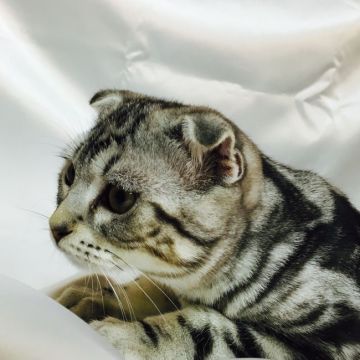 スコティッシュフォールド【茨城県・男の子・2016年8月1日・シルバータビー】の写真「★パパはダブルチャンピオン★」