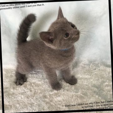 ロシアンブルー【茨城県・男の子・2017年6月24日・ブルー】の写真「とっても可愛い男の子💜」