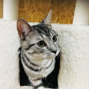 マンチカン(長足)【茨城県・男の子・2018年5月18日・シルバータビー】の写真「長足のイケメン君💜」