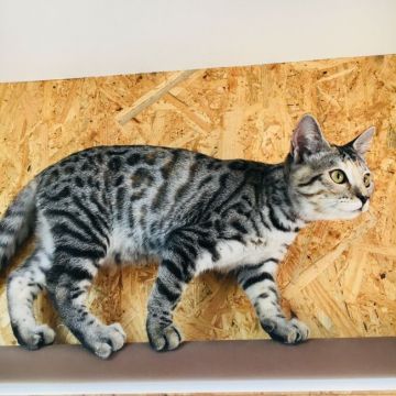 マンチカン(長足)【茨城県・女の子・2018年1月29日・シルバーパッチドスポテッドタビー】の写真「💕とっても可愛い女の子💕」