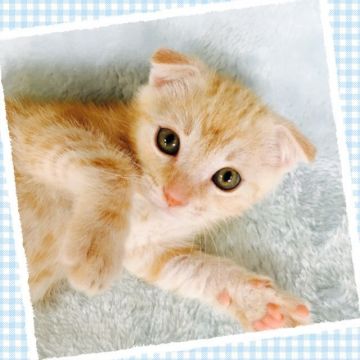 スコティッシュフォールド(折れ耳)【茨城県・男の子・2017年4月15日・レッドタビー】の写真「ゴロゴロして甘えん坊さん✨」