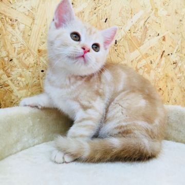 マンチカン【茨城県・女の子・2017年10月21日・レッドタビー】の写真「とっても可愛い長足ちゃん💕」