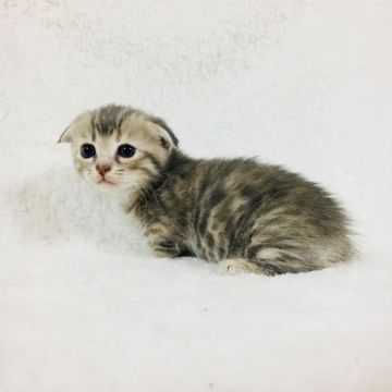 マンチカン【茨城県・女の子・2017年10月12日・ブルーパッチドタビー】の写真「可愛い短足の女の子💖」