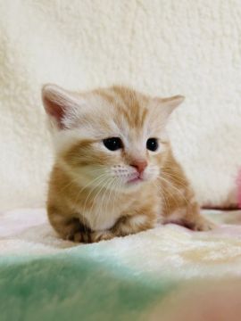 マンチカン(短足)【茨城県・男の子・2020年1月20日・レッドタビー】の写真「極短足の可愛い男の子💜」