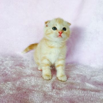 スコティッシュフォールド【茨城県・男の子・2016年12月6日・クリームタビー】の写真「✨僕のご家族様が決まりました✨」