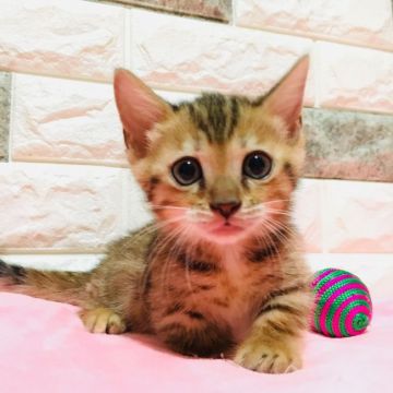 マンチカン(短足)【茨城県・女の子・2019年7月13日・ブラウンパッチドスポテッドタビー】の写真「💖激レアのジェネッタ風マンチカン💖」