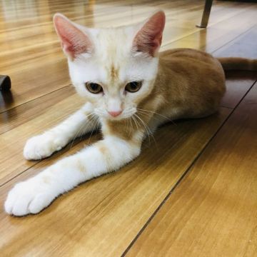 アメリカンショートヘア【茨城県・男の子・2018年12月26日・レッドタビー】の写真「元気いっぱいの男の子💜」