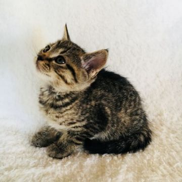 マンチカン【茨城県・男の子・2017年10月10日・ブラウンタビー】の写真「とっても可愛い男の子💜長足くん」