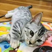 マンチカン(短足)【茨城県・女の子・2018年8月12日・シルバーパッチドスポテッドタビー】の写真1