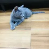 ロシアンブルー【茨城県・男の子・2018年8月29日・ブルー】の写真1