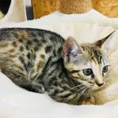 マンチカン(短足)【茨城県・女の子・2018年3月3日・ブラウンパッチドスポテッドタビー】の写真1