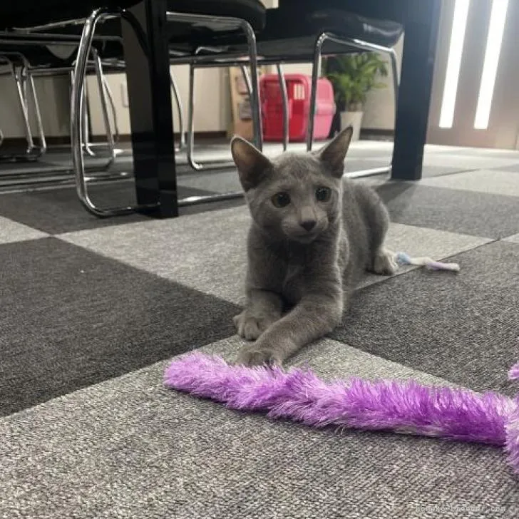 ID:2204-00865の子猫