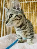 マンチカン(短足)【茨城県・女の子・2019年10月30日・ブラウンパッチドスポテッドタビー】の写真2