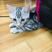 アメリカンショートヘア【茨城県・男の子・2018年10月5日・シルバータビー】の写真2