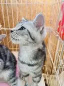 アメリカンショートヘア【茨城県・男の子・2019年12月1日・シルバータビー】の写真2