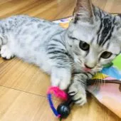 マンチカン(短足)【茨城県・女の子・2018年8月12日・シルバーパッチドスポテッドタビー】の写真2